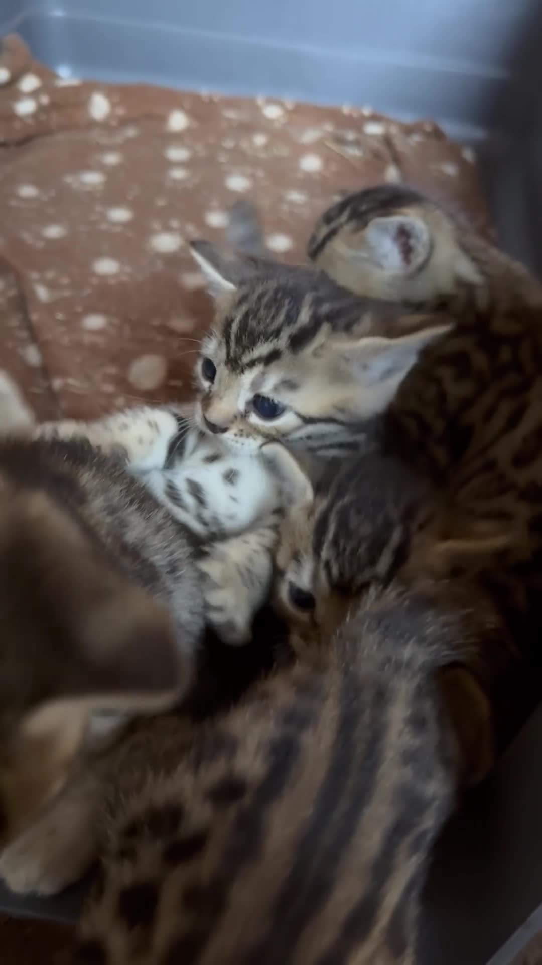 Bengal cats for sale: Half breed bengal kittens  in Ross-on-Wye - Video 1