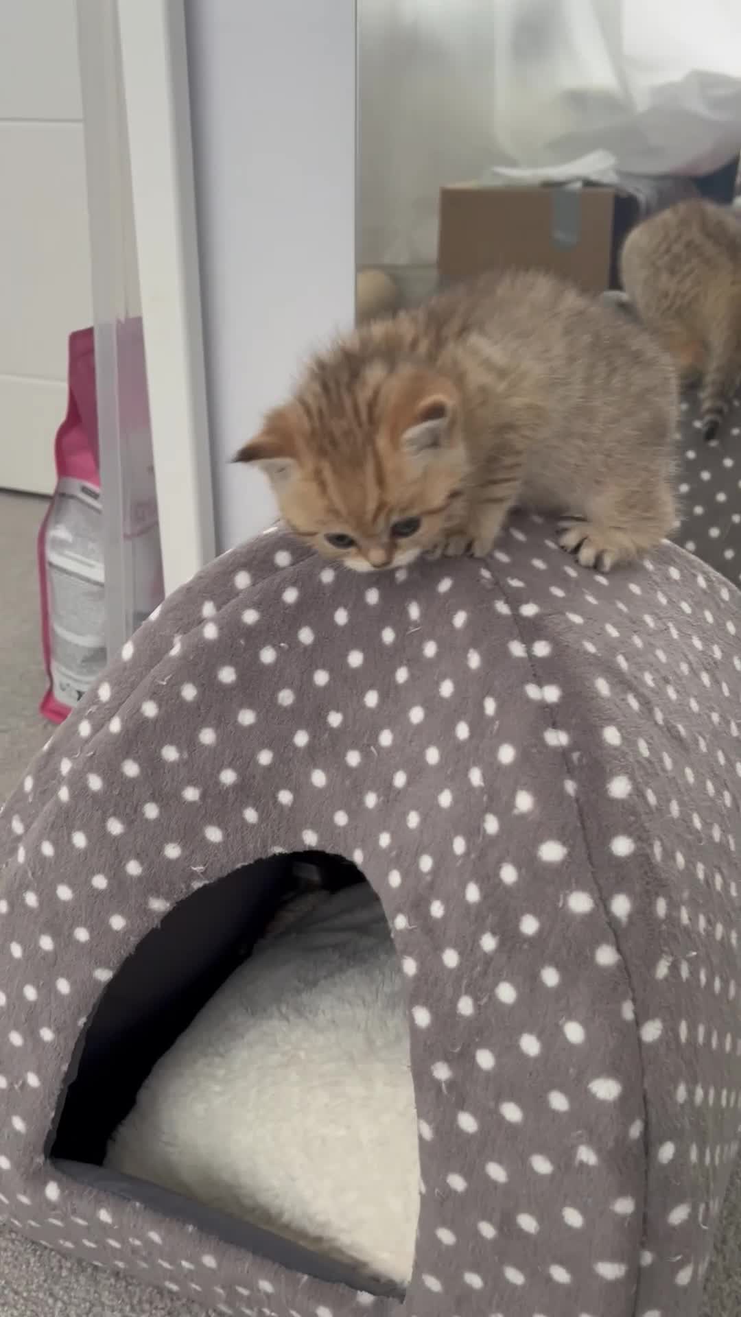 British Shorthair cats for sale: Two golden British Shorthair females - Video 1