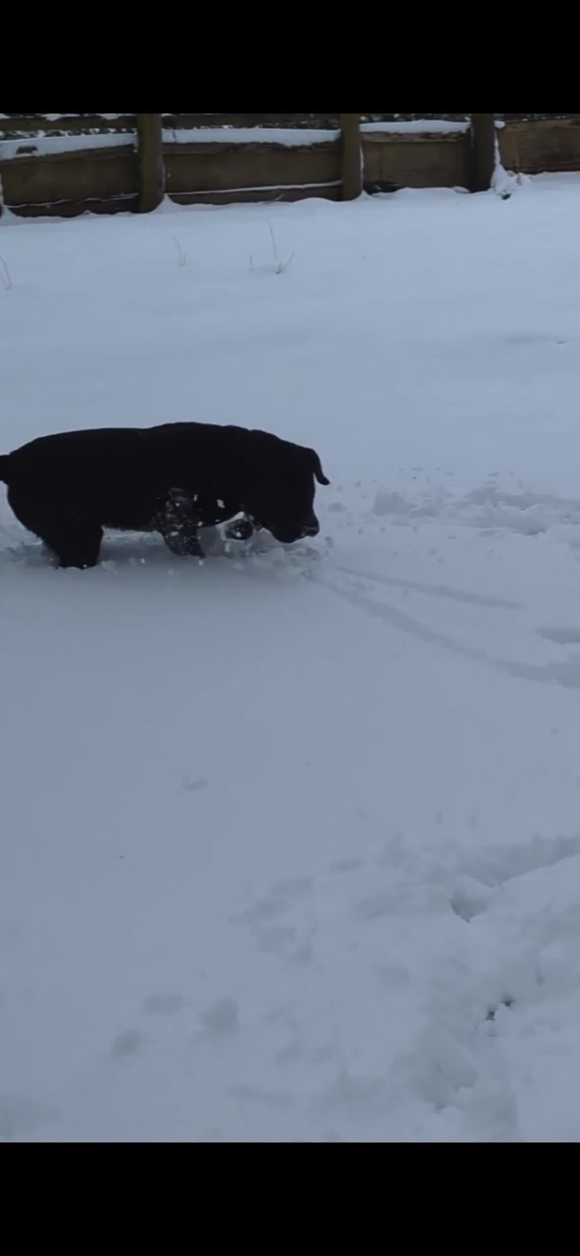 Cane Corso dogs for sale: Grand champion bloodline Cane Corso puppies  - Video 1