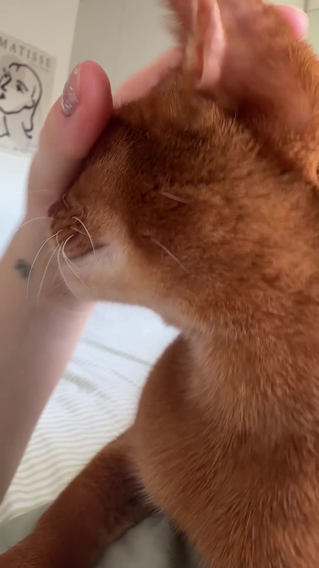 Abyssinian cats for sale: Pedigree Abyssinian boy for sale  - Video 2
