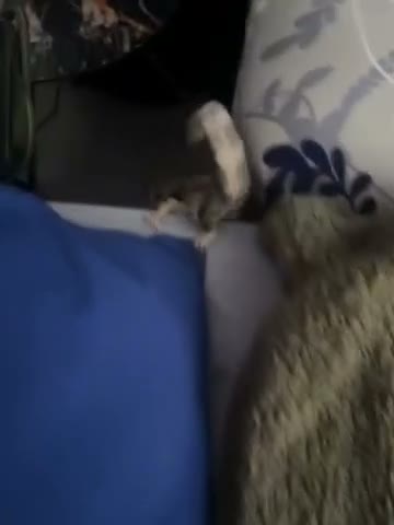 Sugar Glider rodents for sale: looking for a home in Slough - Video 2