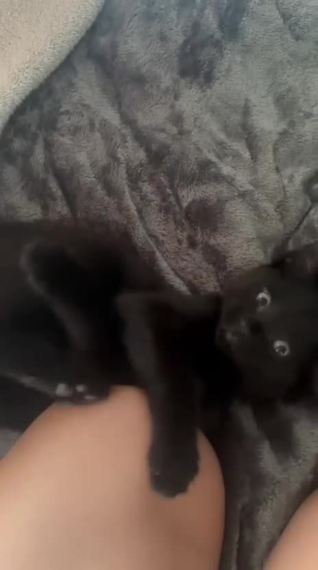 Mixed Breed cats for sale: 9 weeks old baby boy kitten - Video 1