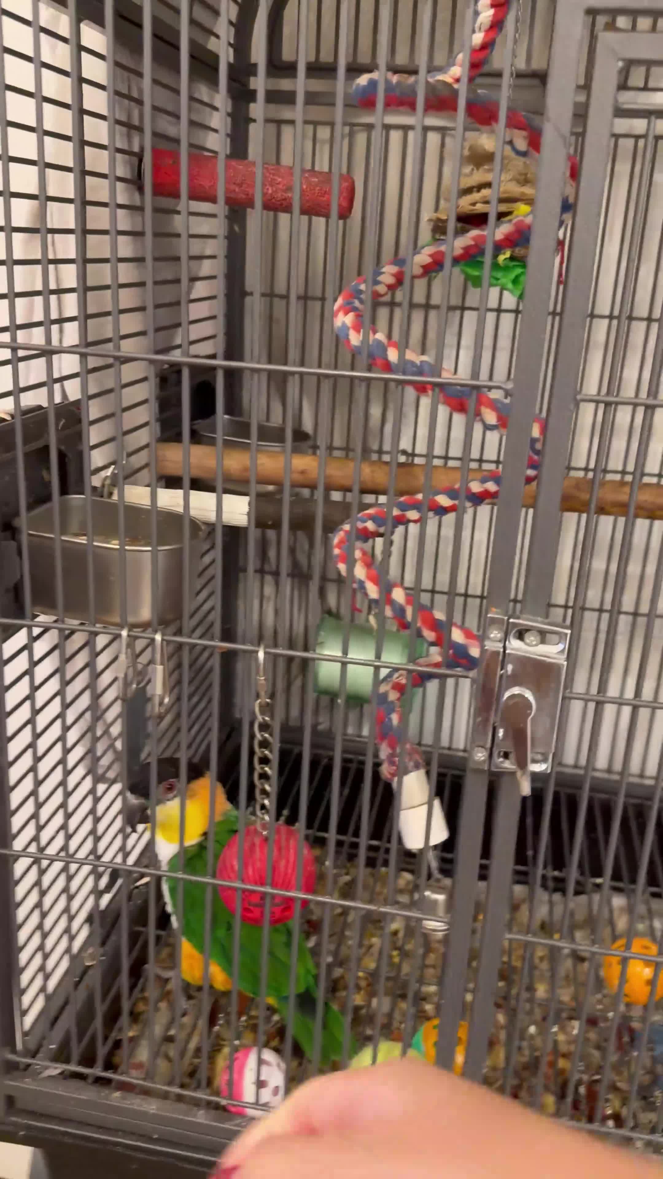 Parrots birds for sale: Rehoming our Black-Headed Caique in Chelmsford - Video 1