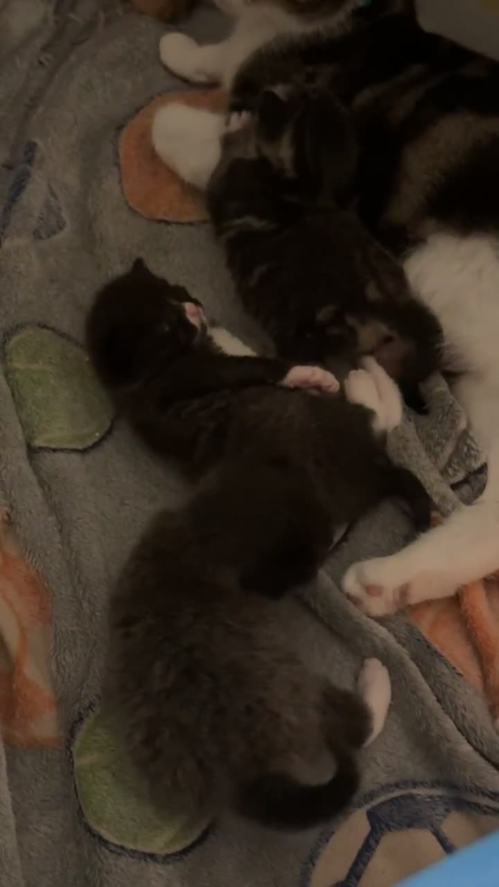 Domestic Shorthair cats for sale: 3 male kittens for sale 🩷 - Video 1