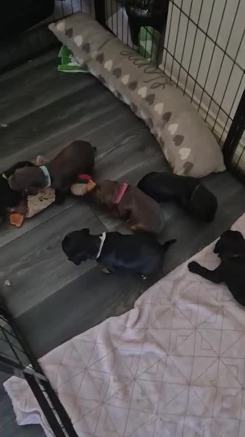 Sprocker dogs for sale: Exceptional home reared sprocker spaniel puppies.  - Video 1