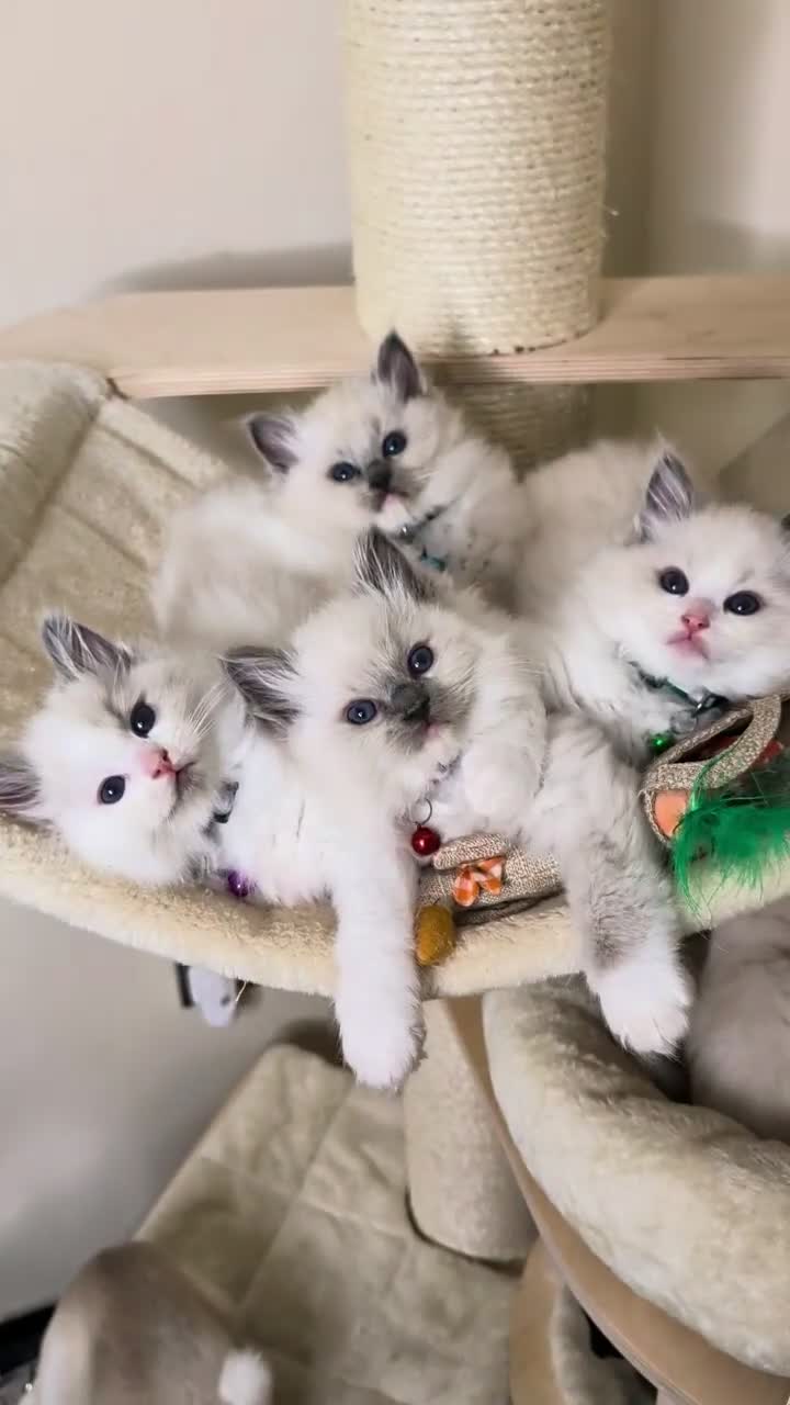 Ragdoll cats for sale: 🏆Tica Registered kittens from EU champion lines🏅 - Video 2