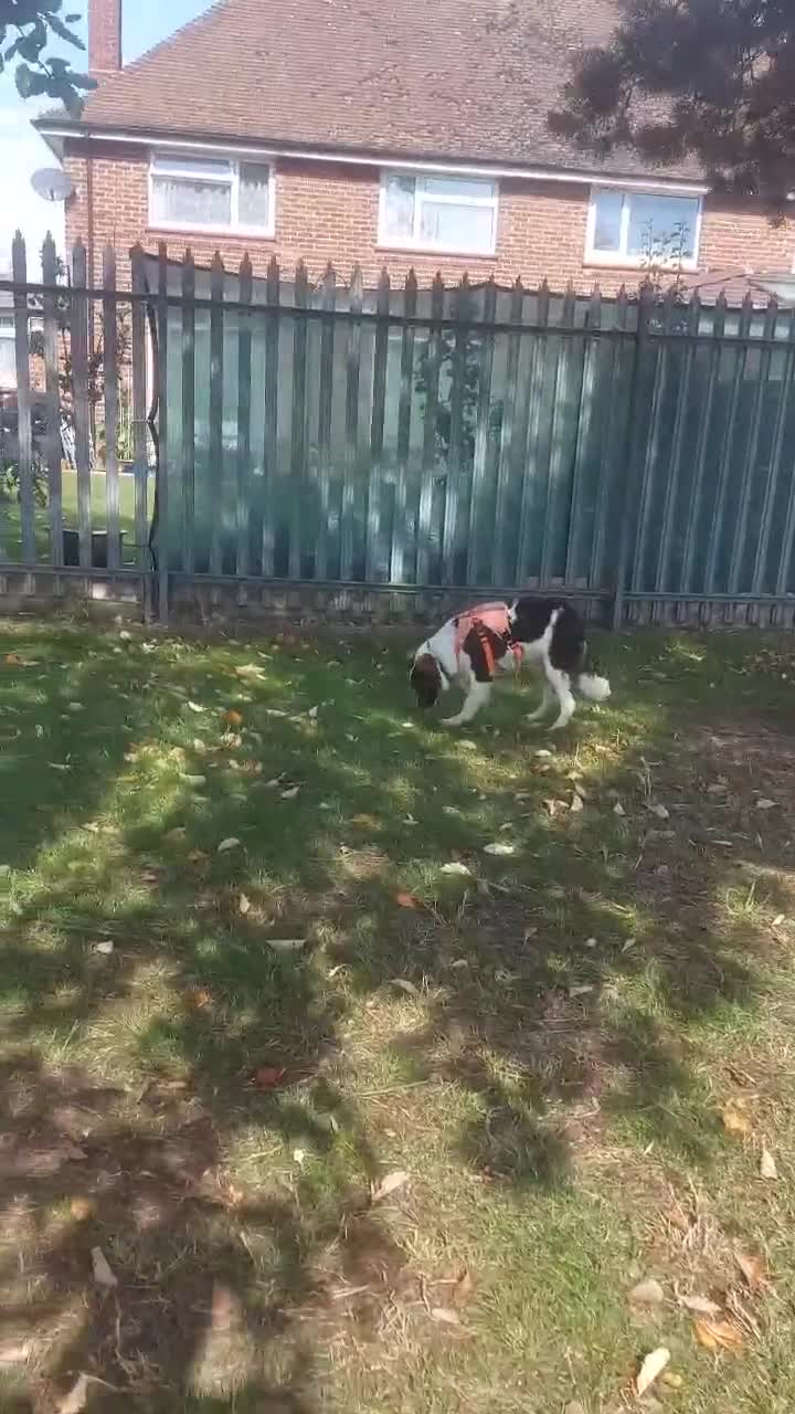 Mixed Breed dogs for adoption: Tilda  - Video 2