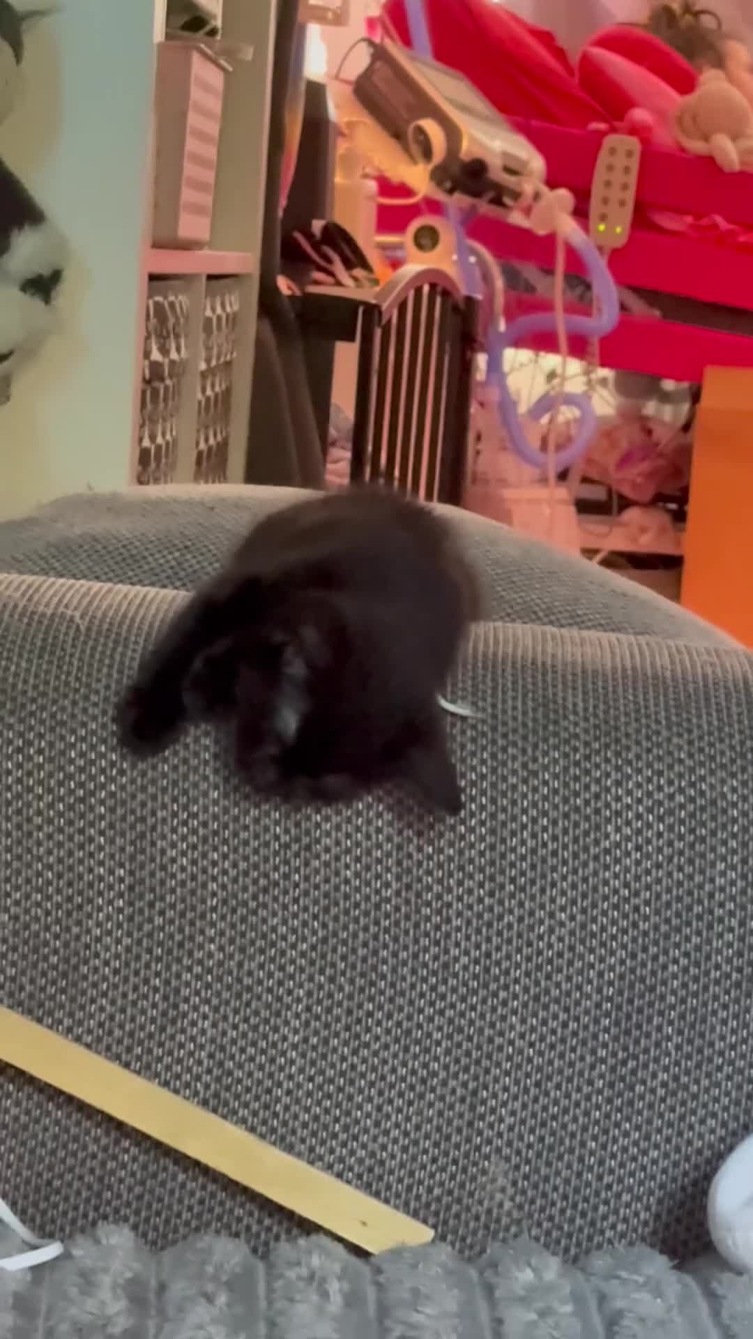 Mixed Breed cats for sale: Great selection of beautiful kittens - Video 1