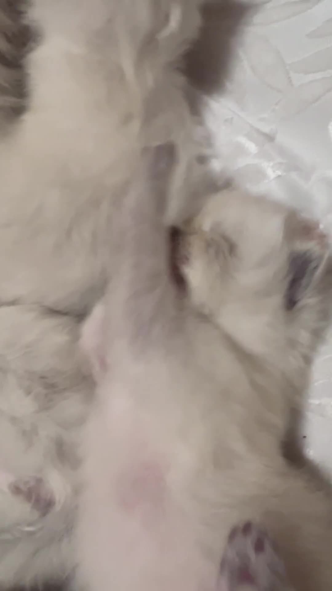Ragdoll cats for sale: 5 beautiful fluffy ragdolls in Henley-in-Arden - Video 2