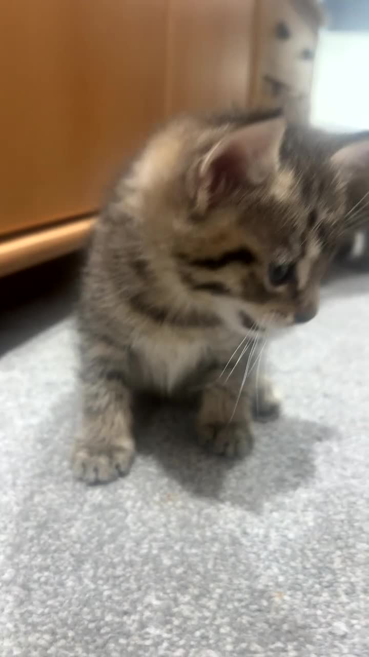 British Shorthair cats for sale: 3 beautiful tabby kittens with Maine coon  - Video 1