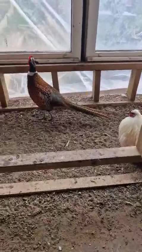 Mixed Breed birds for sale: Beaiutiful Chicken, Rooster & Pheasant  in Ilford - Video 1