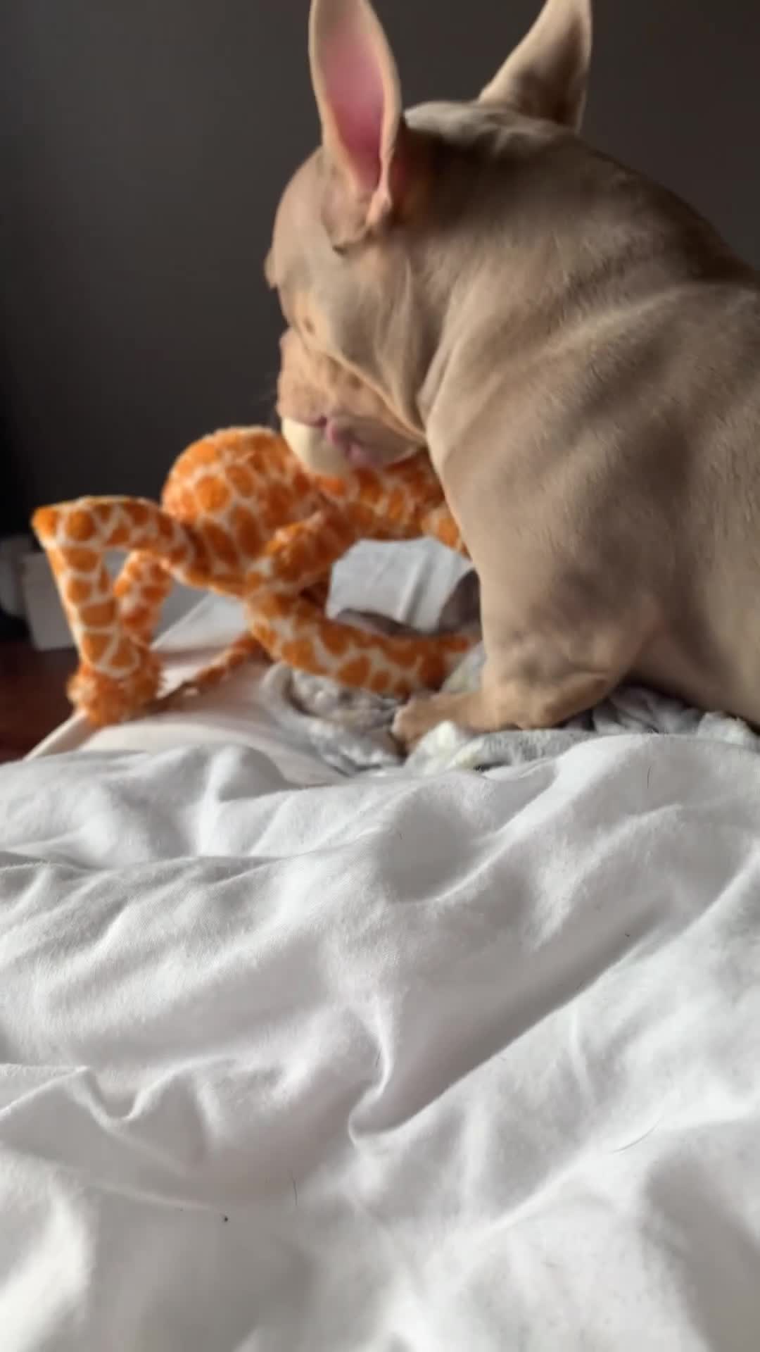 American Bully dogs for sale: 🏡 10-Month-Old Male Pocket Bully 🐾 in Lancaster - Video 3
