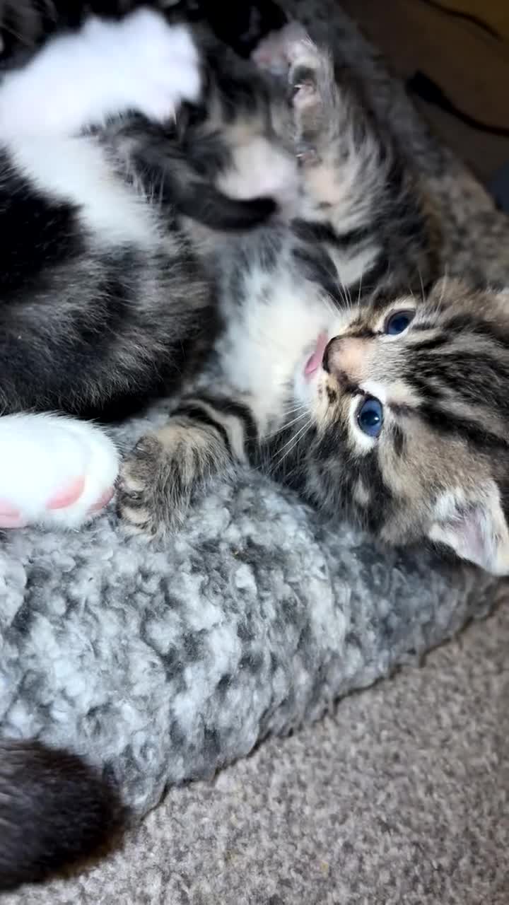 Mixed Breed cats for sale: Stunning litter of 4  - Video 1