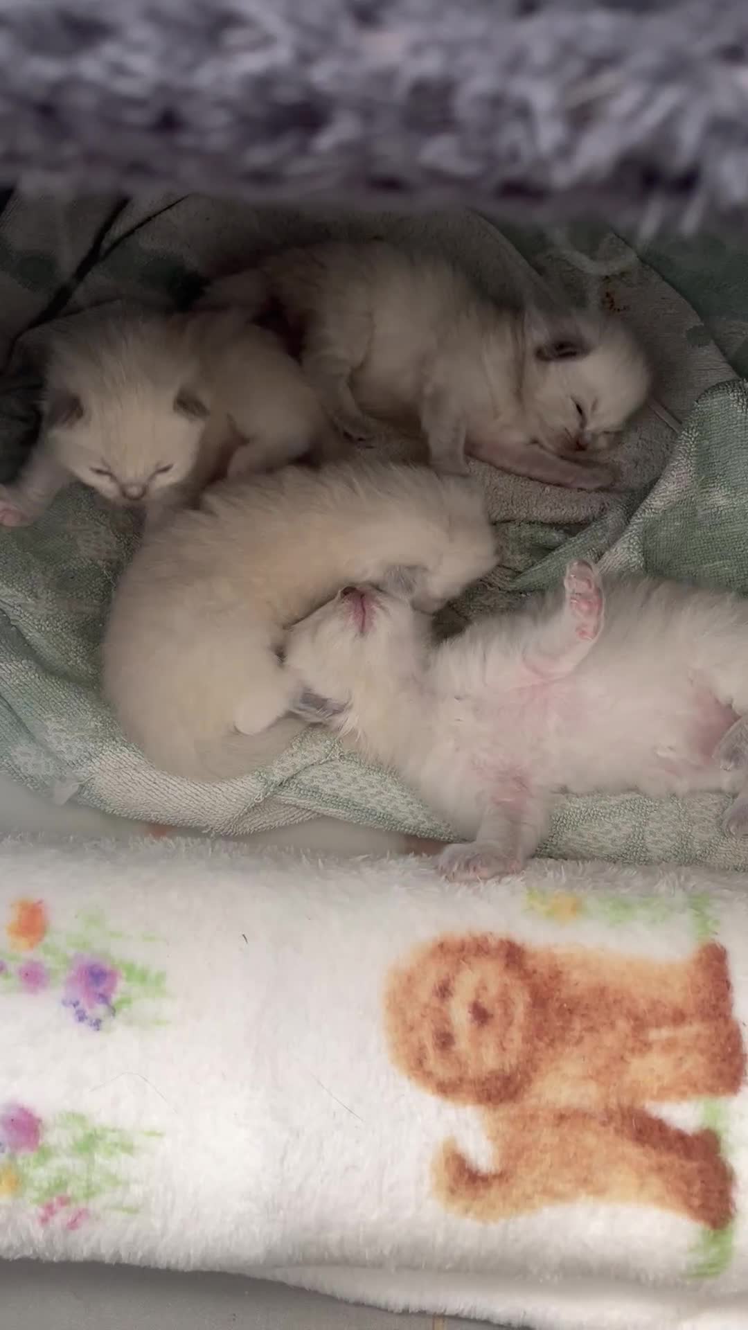 Ragdoll cats for sale: Stunning Bluepoint Ragdoll kittens!  - Video 1