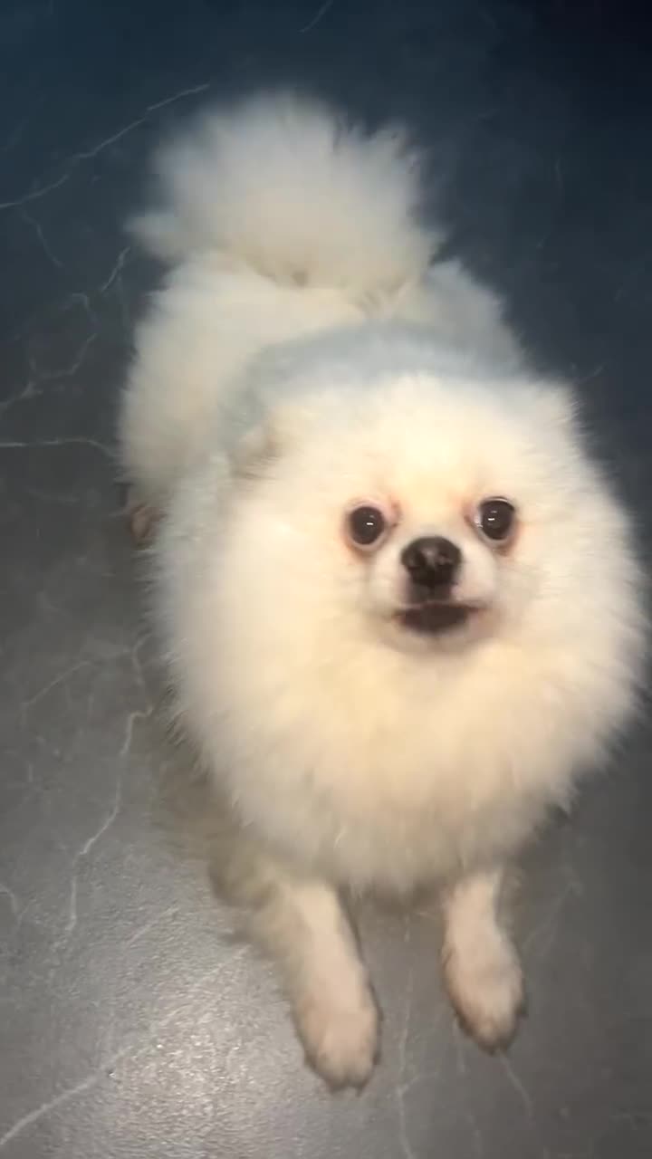 Pomeranian dogs for sale: Pomeranian  - Video 1