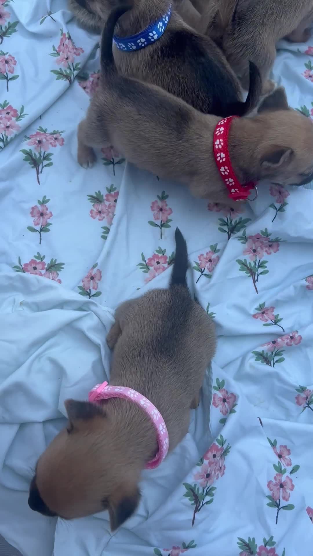 Mixed Breed dogs for sale: Pomeranian x jack russel puppies  - Video 1