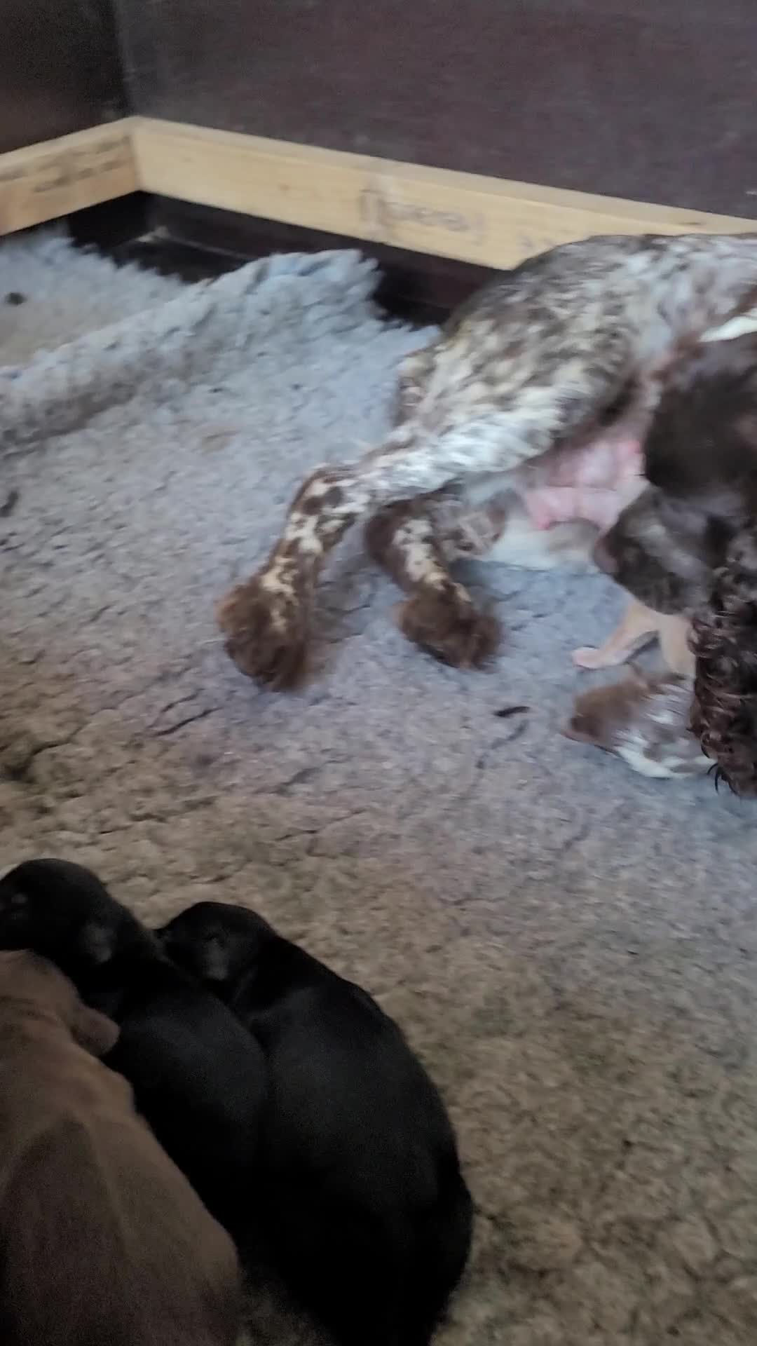 Cocker Spaniel dogs for sale: 'CHAMPION BRED!! 'COCKER SPANIEL' - Video 2
