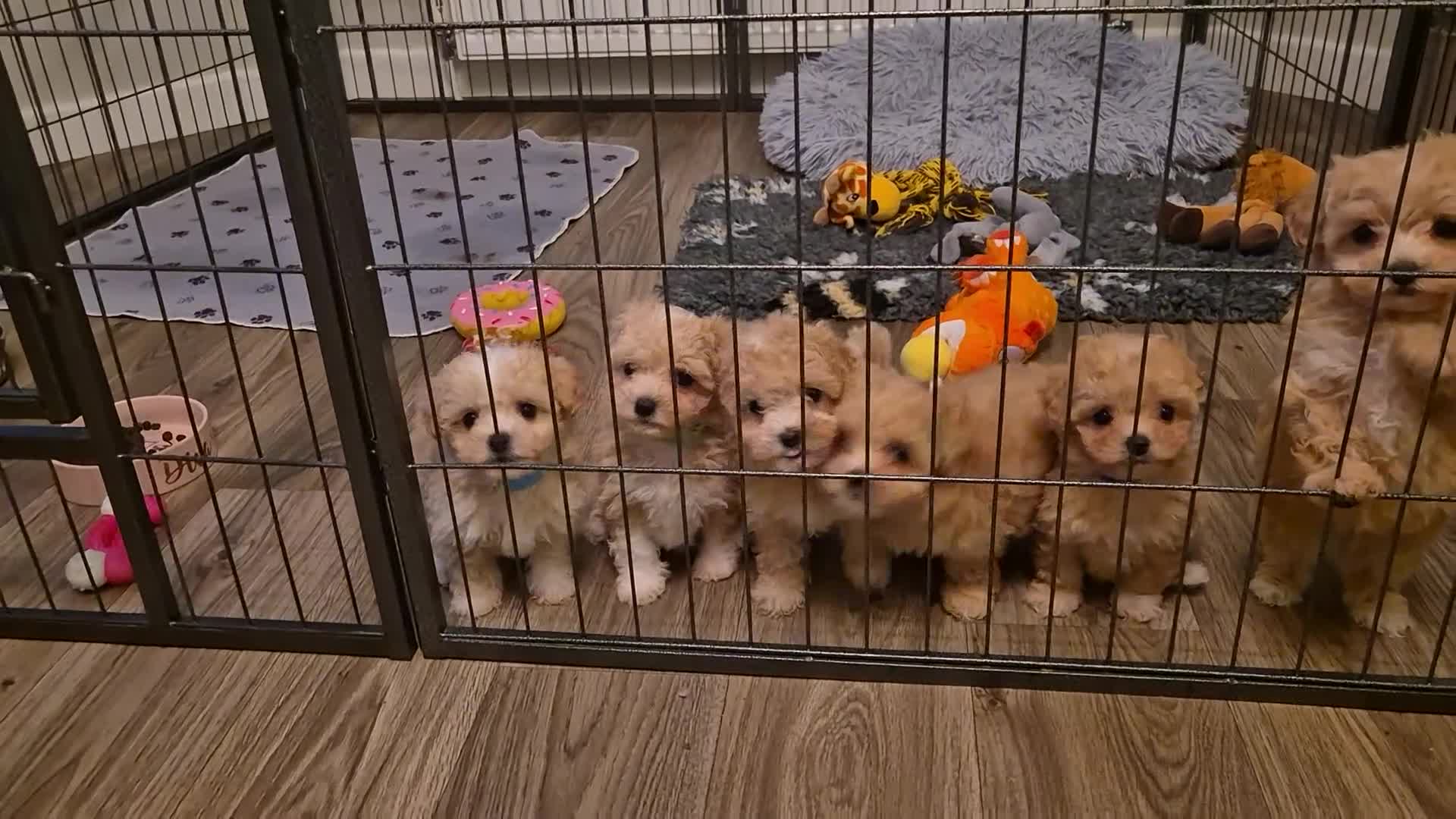 Maltipoo dogs for sale: F1 Maltipoo puppies 🐶 Just 2 girls remaining  - Video 2
