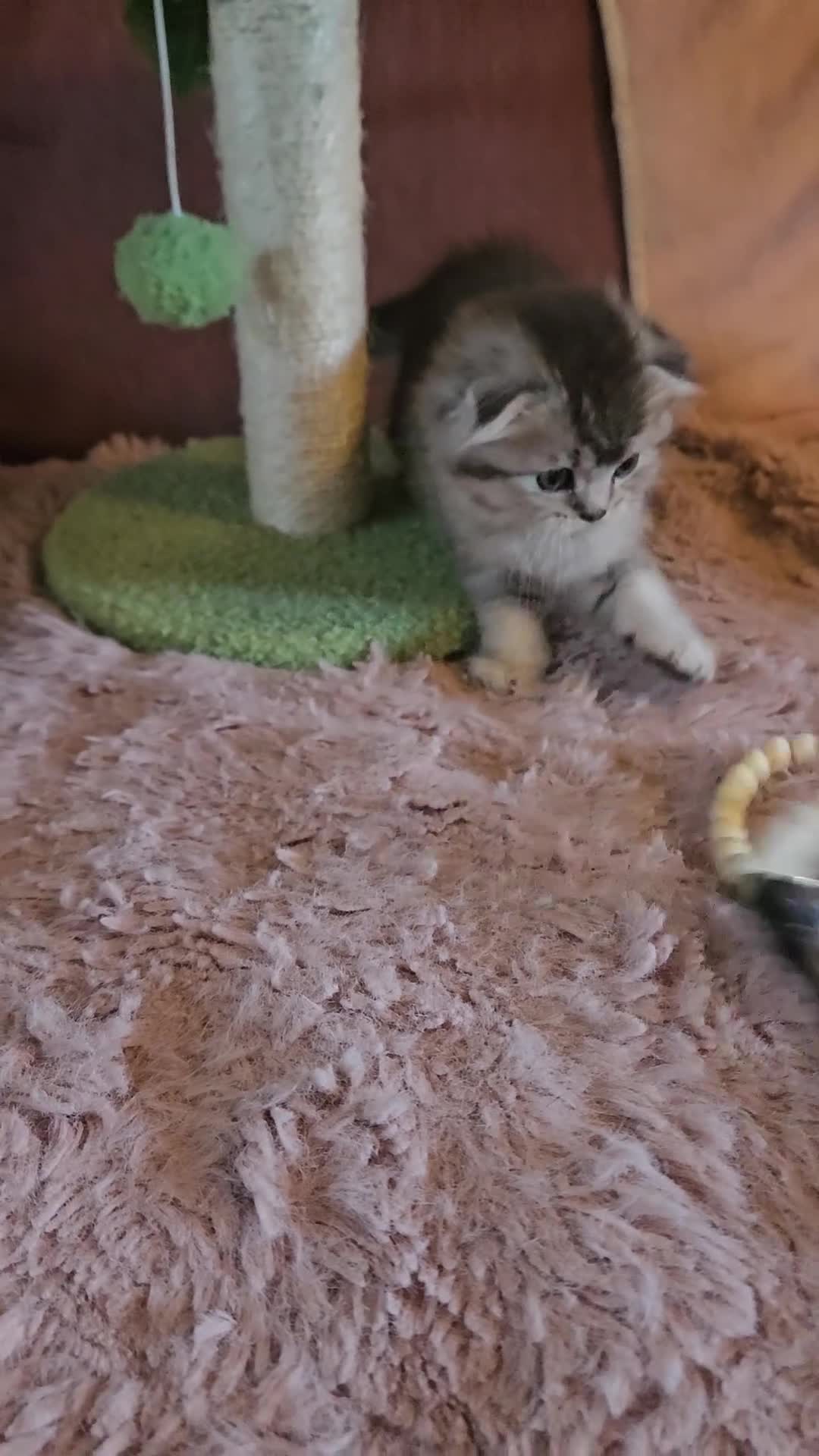 British Shorthair cats for sale: BRITISH SHORTHAIR X SCOTTISH FOLD - Video 1