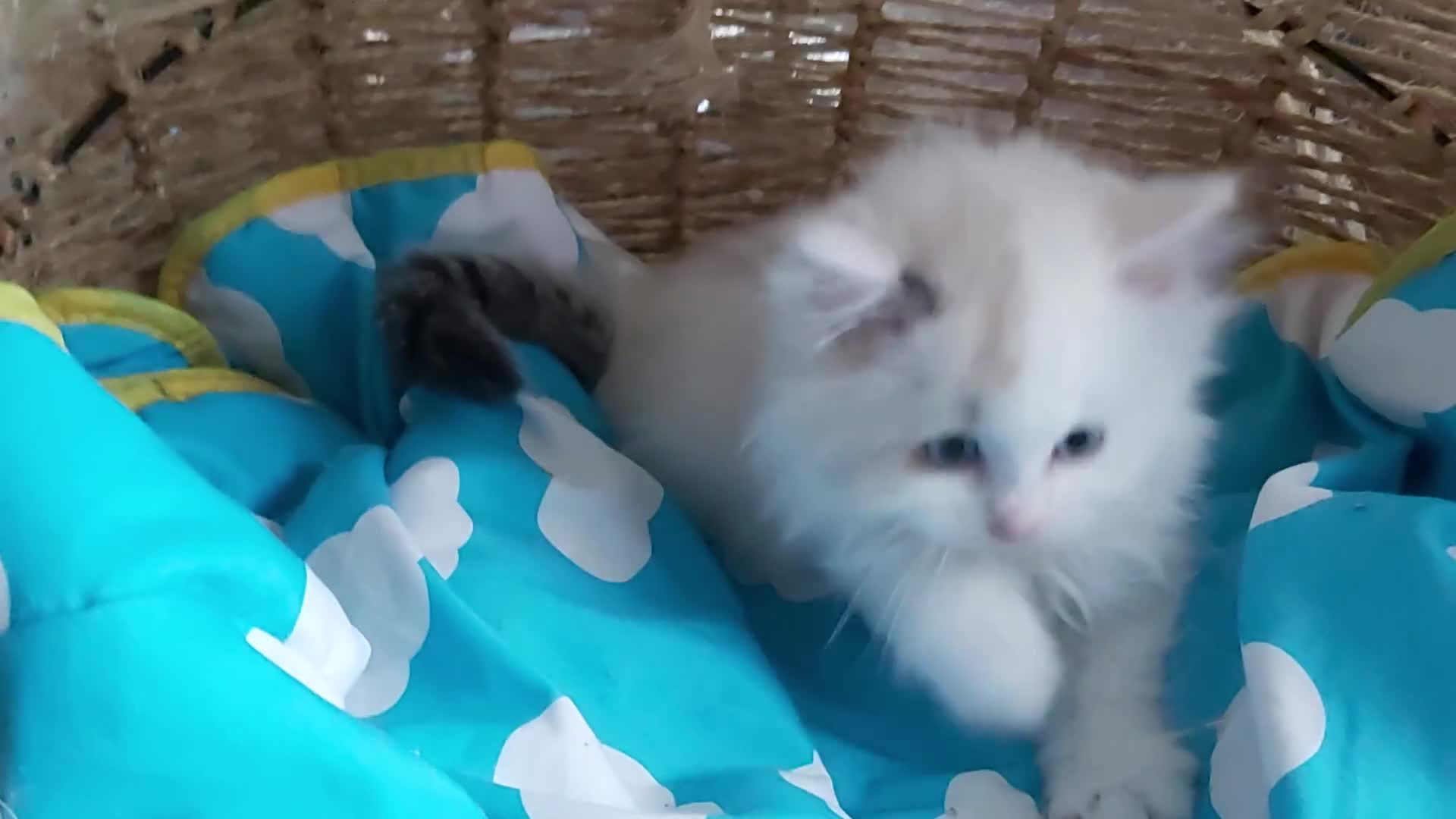 Ragdoll cats for sale: RAGDOLLS BICOLOUR BOY GIRLS BLUE EYES READY NOW  - Video 3
