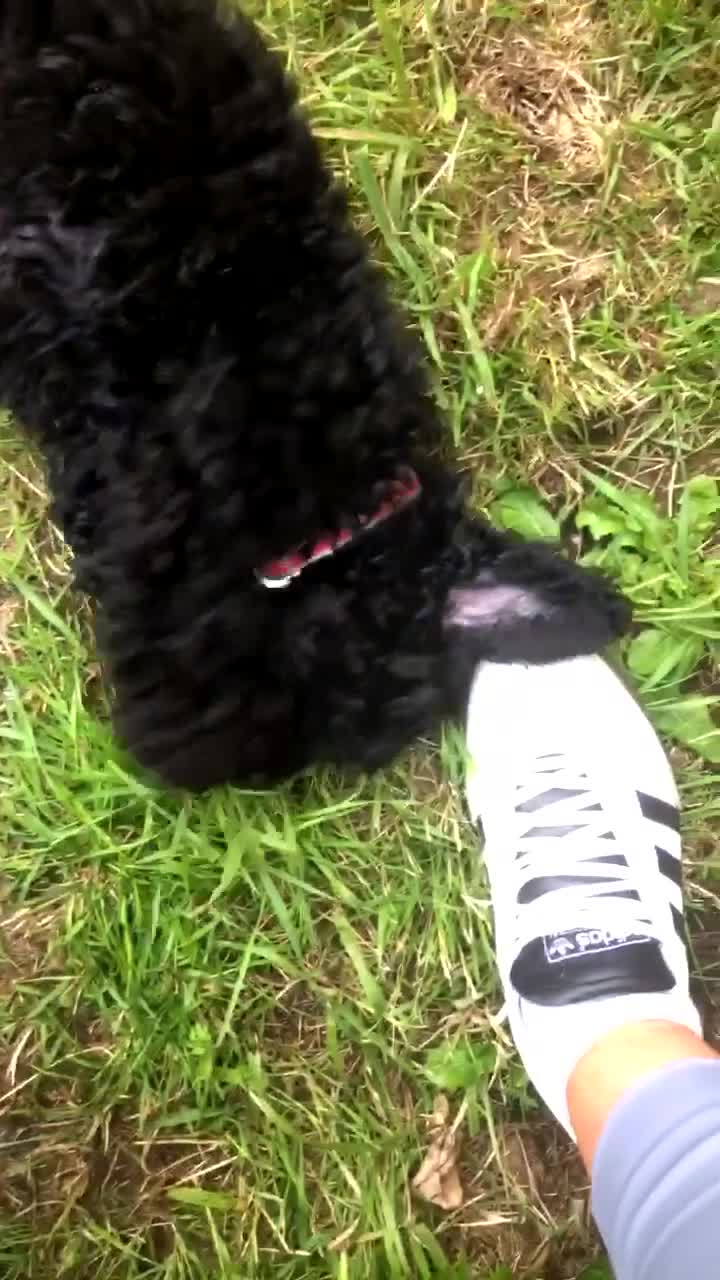 Cockapoo dogs for sale: Lucky  - Video 1