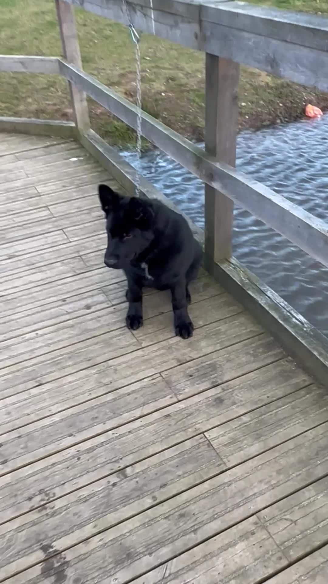 German Shepherd dogs for sale: TRAINED GERMAN SHEPARD  - Video 3
