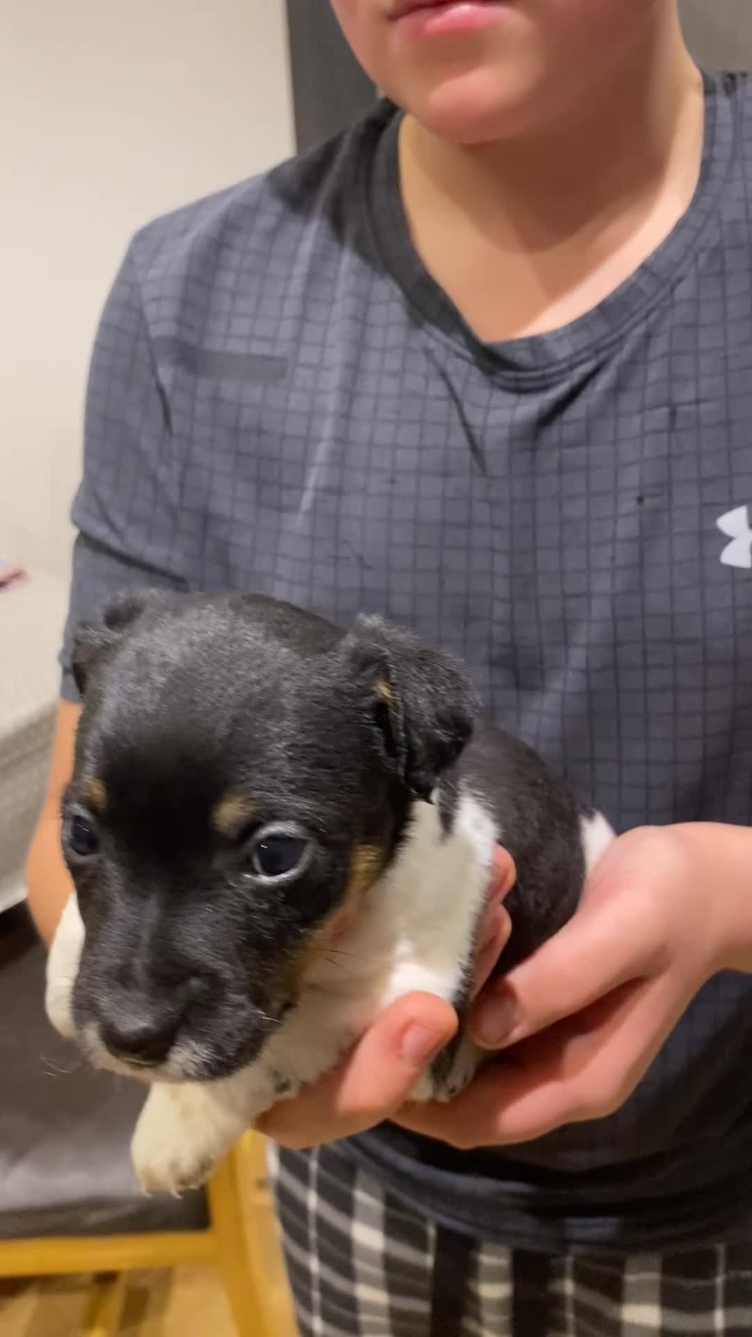 Jack Russell dogs for sale: Jack Russell pups - Video 2