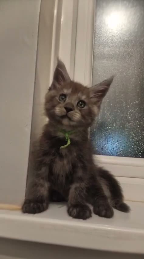Maine Coon cats for sale: TICA Registered Maine Coon Kittens. - Video 3