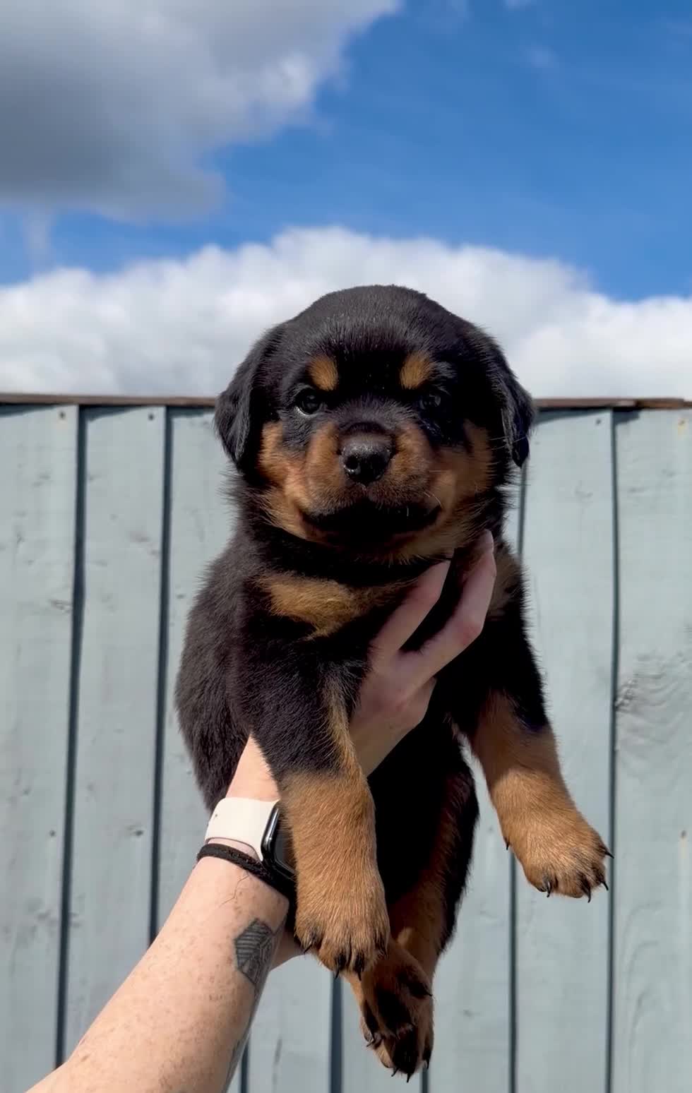 Rottweiler dogs for sale: 5 Exceptional KC Registered Rottweiler Puppies - Video 4