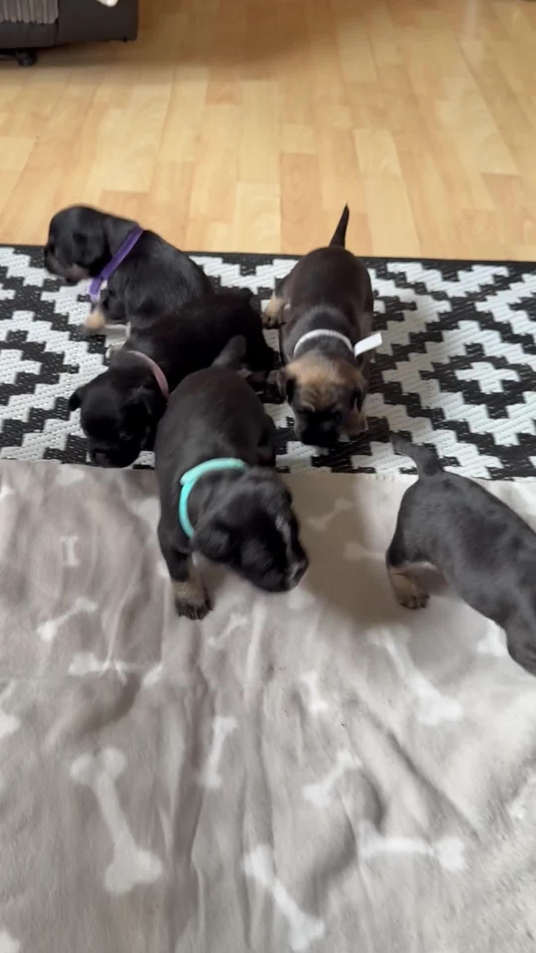 Mixed Breed dogs for sale: french bulldog x cairnterrier READY ON 7/10  - Video 1