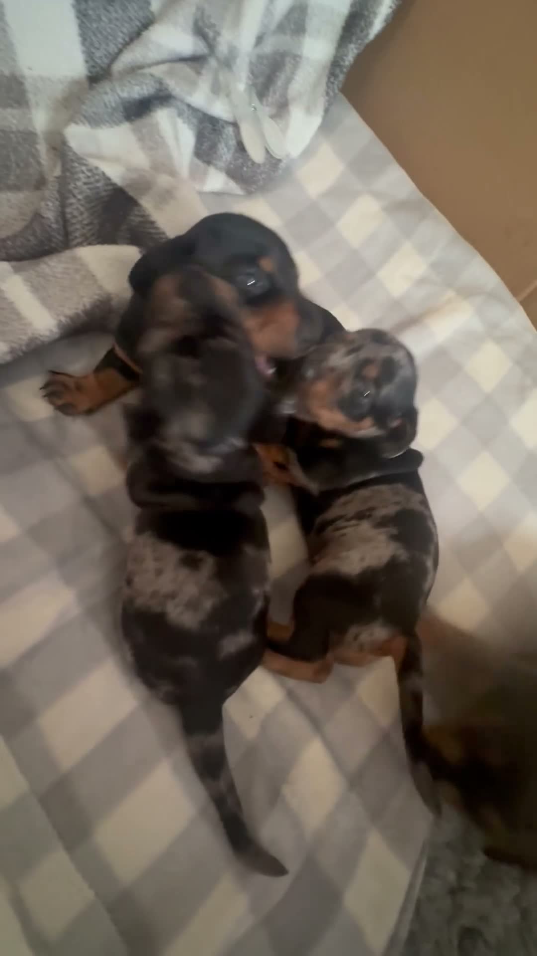 Miniature Dachshund dogs for sale: GORGEOUS PRA CLEAR MINIATURE DACHSHUND PUPPIES in Swansea - Video 1