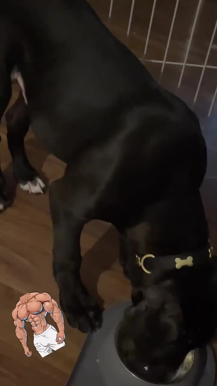 Cane Corso dogs for sale: 4 month old Cane Corso - Video 3