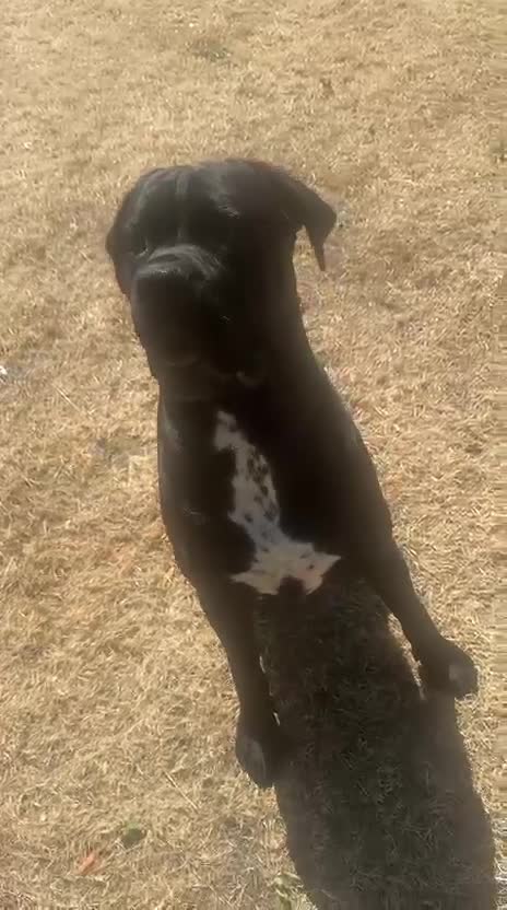 Cane Corso dogs for sale: Cane Corso Pups for Sale  - Video 1