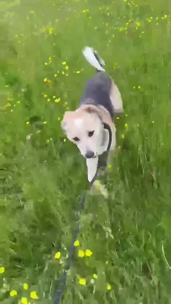 Mixed Breed dogs for adoption: Adorable Thanos needs his own forever home  in Atherstone - Video 4
