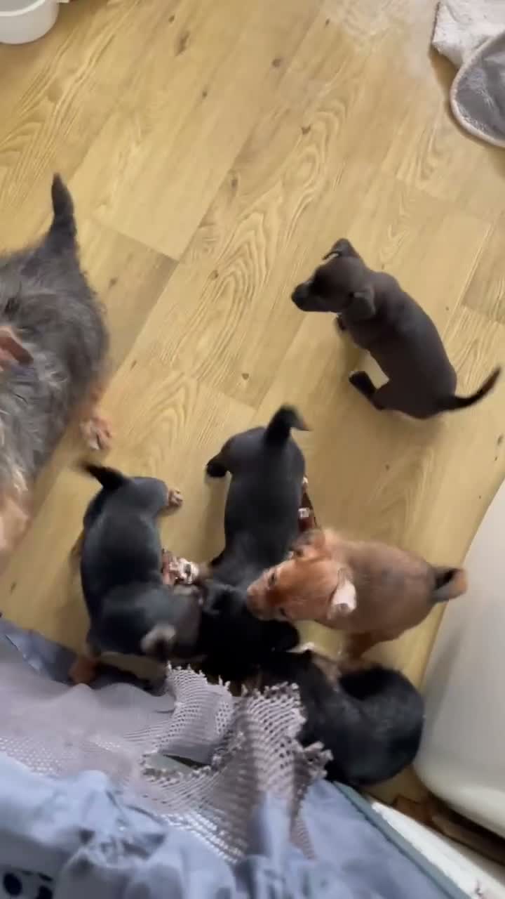 Jack Russell dogs for sale: Jack Russell puppies  - Video 1