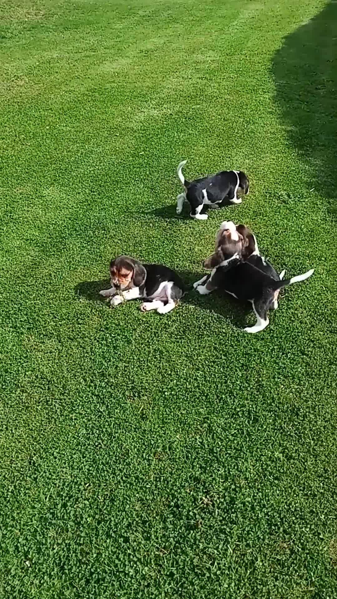 Beagle dogs for sale: Beagle pups for sale - Video 1