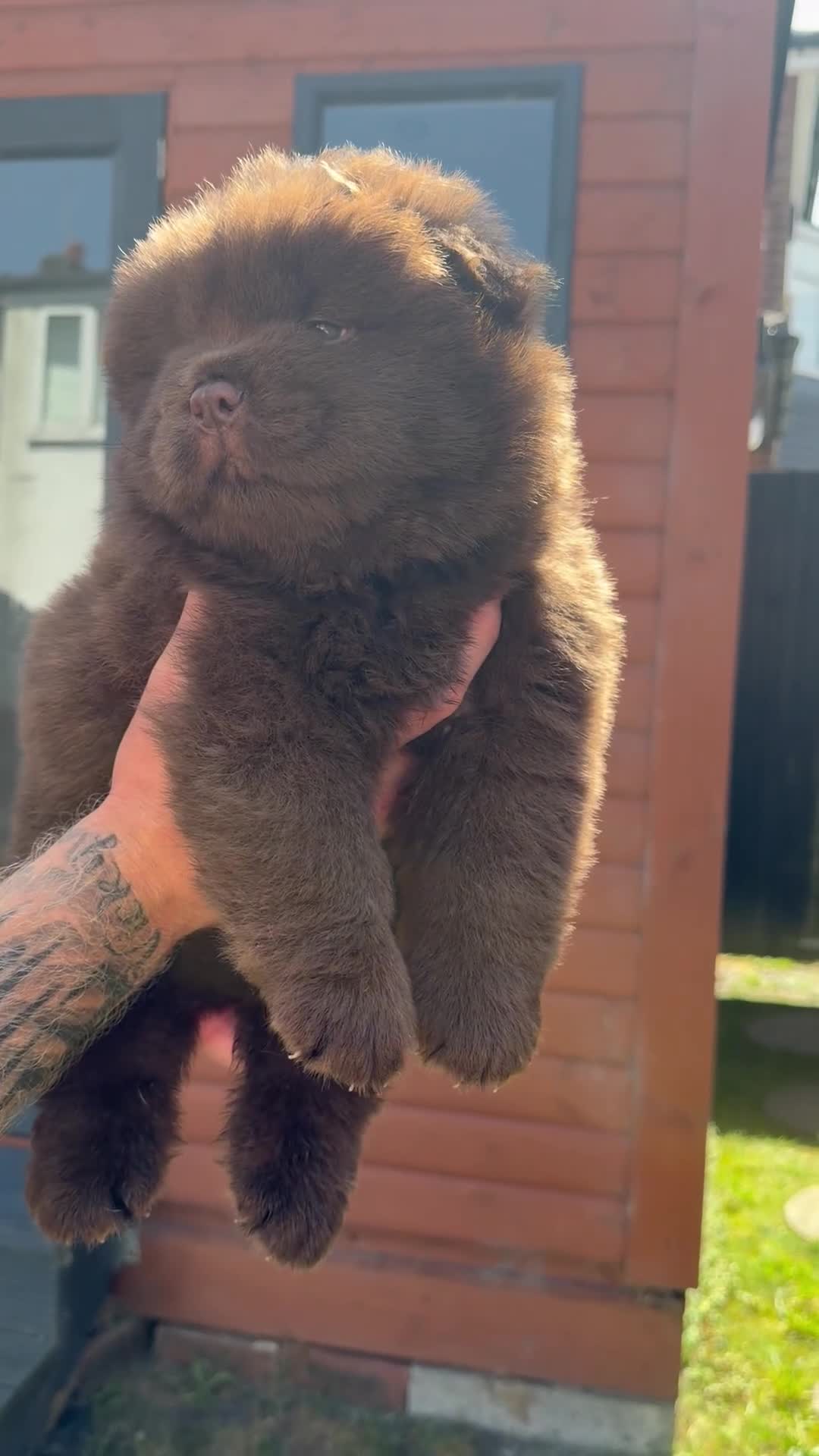 Chow Chow dogs for sale: 🐻 Exceptional KC Registered Chow Chows 🐻 - Video 1