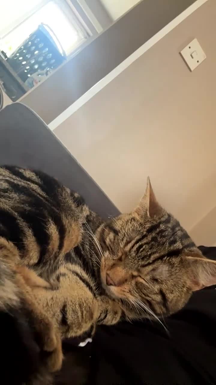 Domestic Shorthair cats for sale: Friendly and loving male cat available! - Video 2