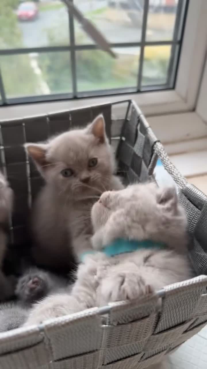 British Shorthair cats for sale: 🐾 Beautiful British Shorthair Kittens Ready Soon! - Video 4