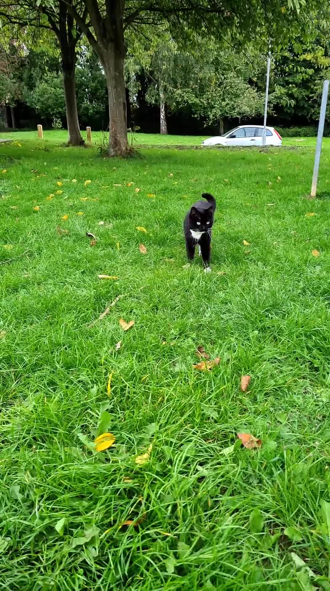 Mixed Breed cats for sale: Adult female cat looking for a loving home - Video 1