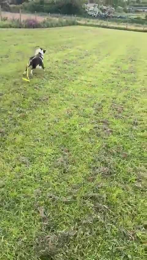 Mixed Breed dogs for adoption: Urgent Foster To Adopt Buddy 🚨  - Video 3
