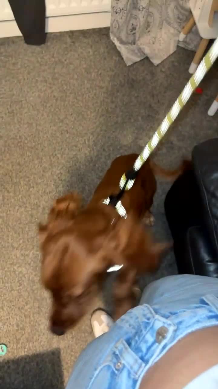 Cocker Spaniel dogs for sale: Red cocker spaniel (male) - Video 1