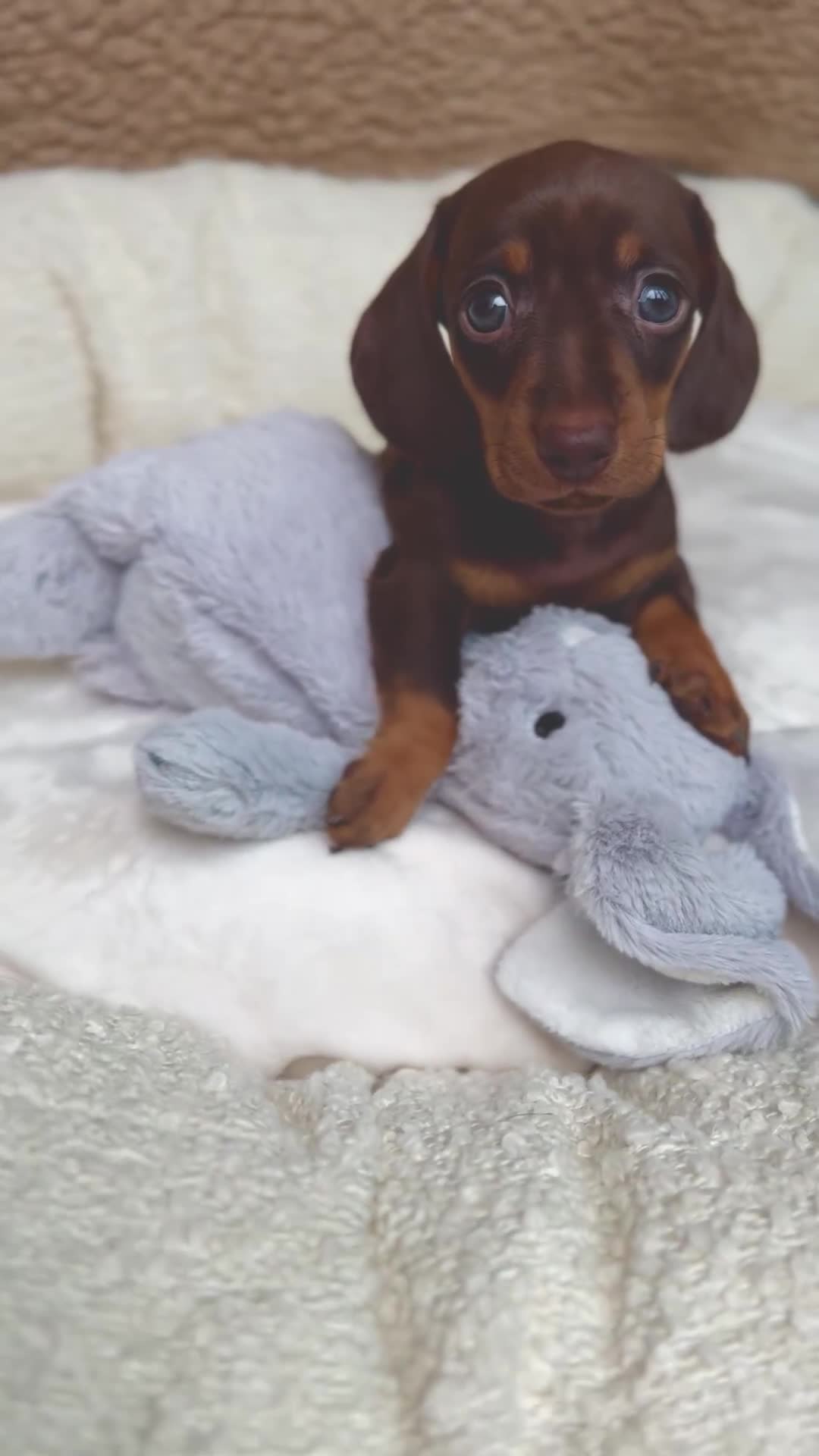 Miniature Dachshund dogs for sale: ♡︎𝒯ℴ𝓅 𝒷𝓁ℴℴ𝒹𝓁𝒾𝓃ℯ 𝒽ℯ𝒶𝓁𝓉𝒽 𝓉ℯ𝓈𝓉ℯ𝒹 ♡︎ - Video 3