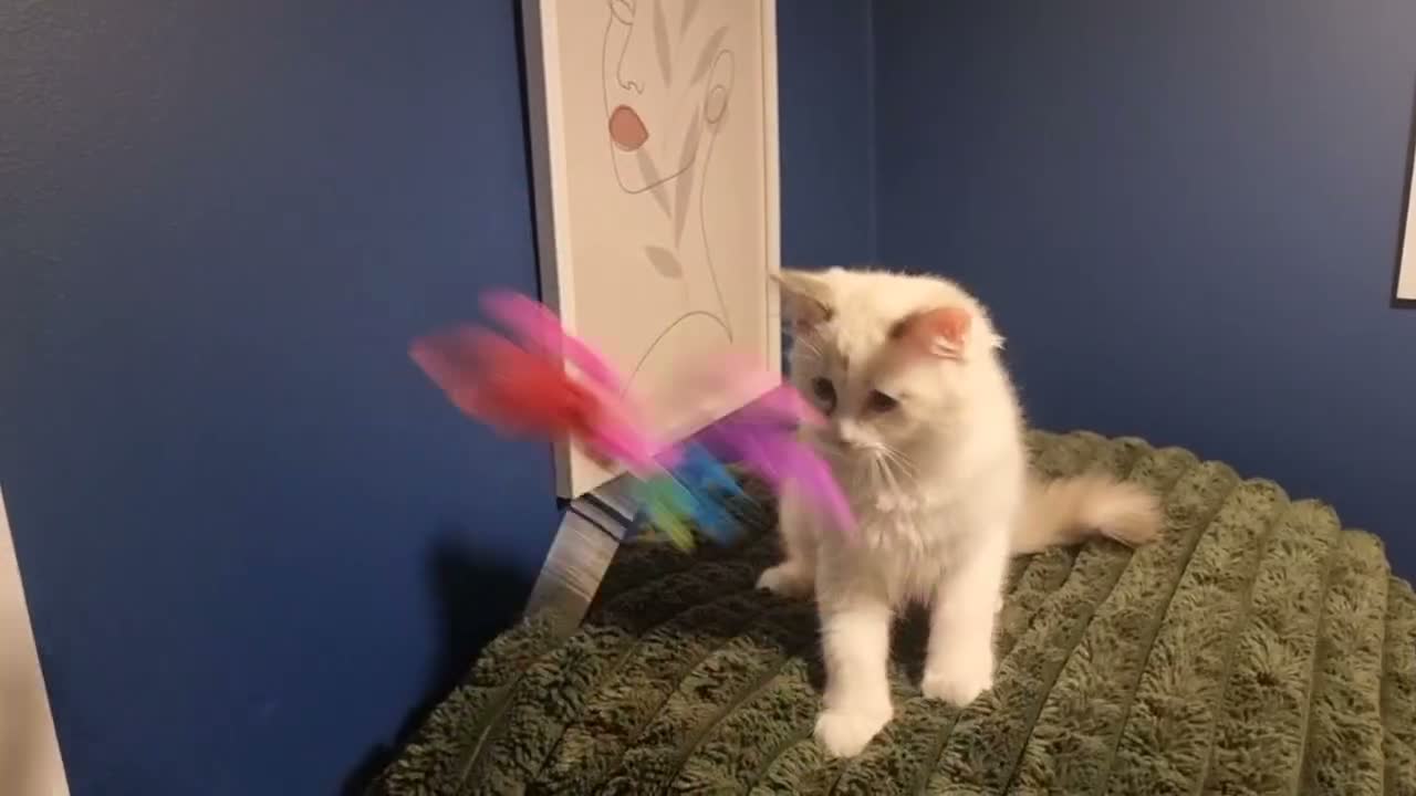 Ragdoll cats for sale: A very rare litter of kittens.  - Video 3