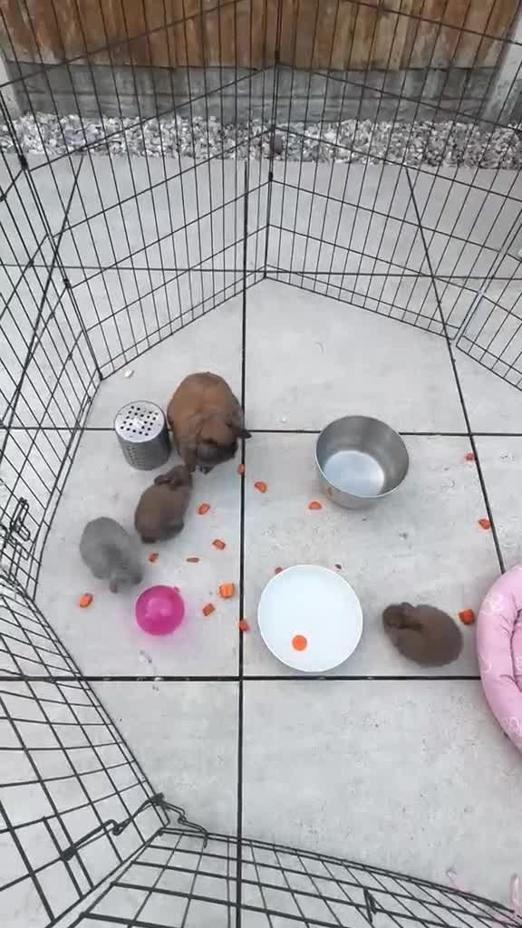 Mini Lop rabbits for sale: Stunning baby mini lops - Video 1