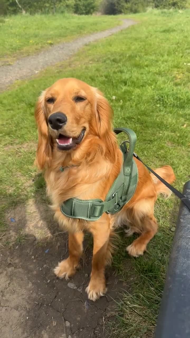 Mixed Breed dogs for sale: Young Cocker Mix needs experienced & calm home - Video 1