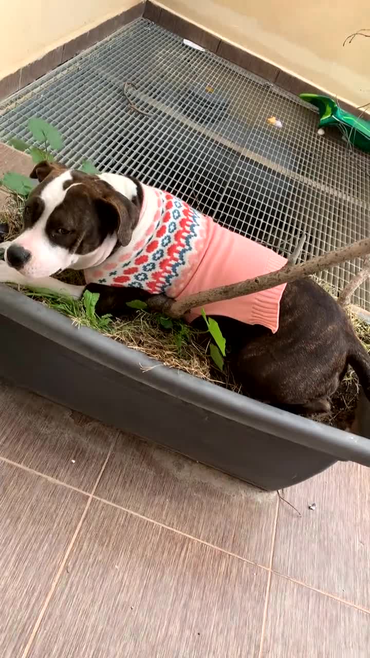 Mixed Breed dogs for sale: 4 year old Skye - Video 1