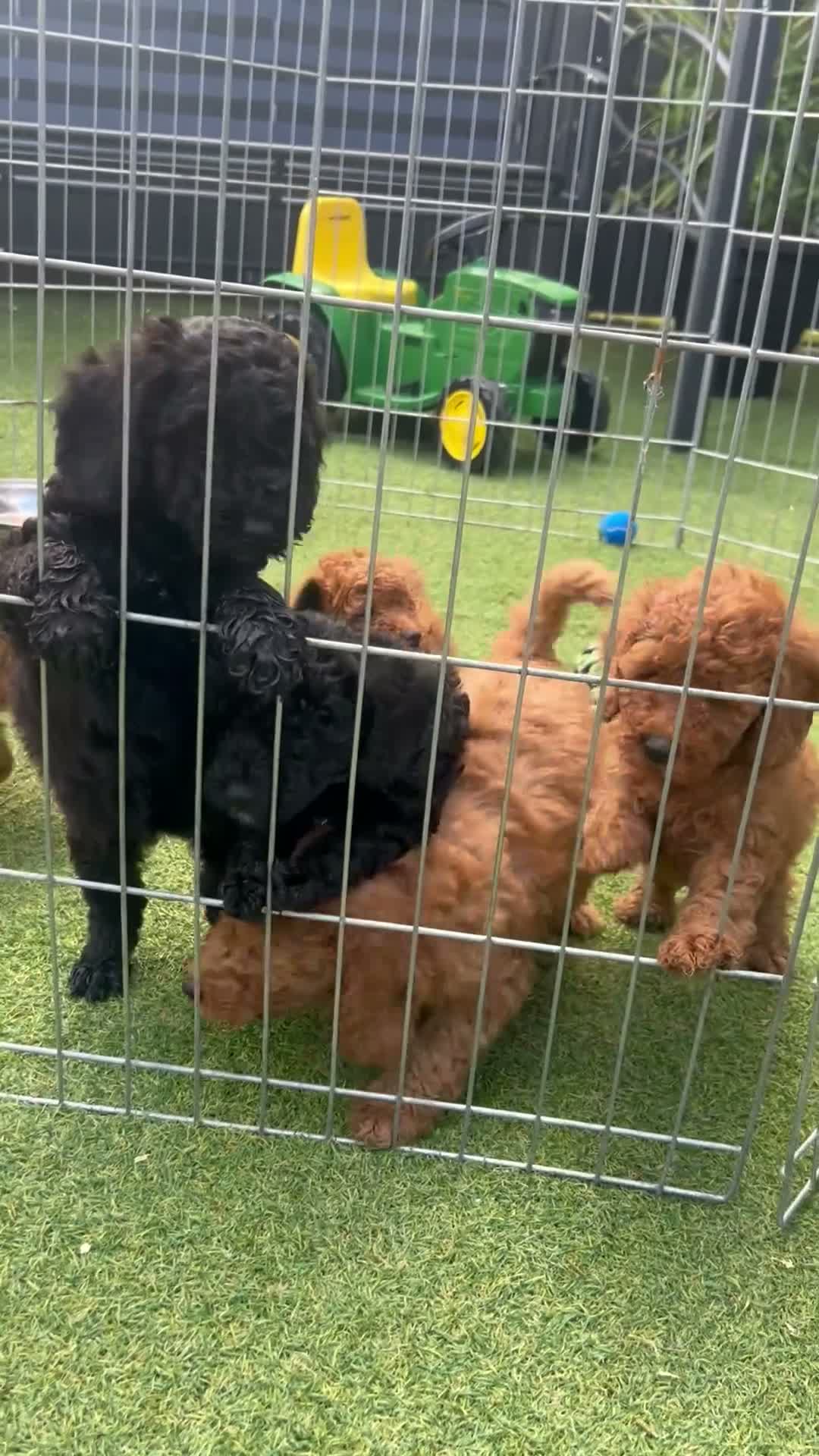 Cockapoo dogs for sale: Cockapoo - Video 1