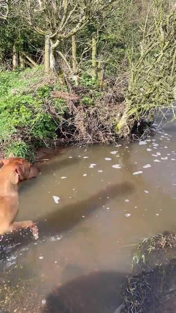 Labrador Retriever dogs for stud: Stunning Proven Fox Red Labrador For Stud in Stoke-on-Trent - Video 1