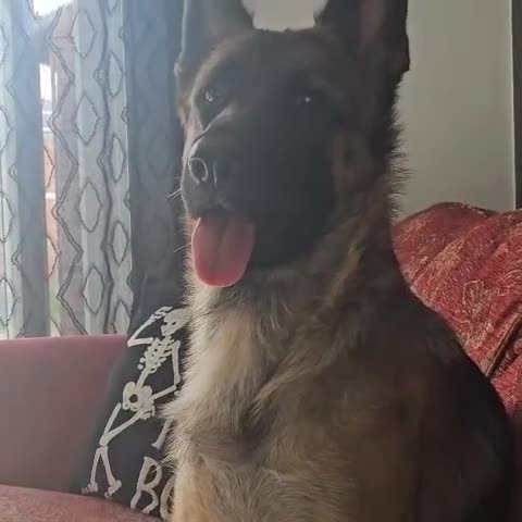 German Shepherd dogs for sale: Skye  - Video 3